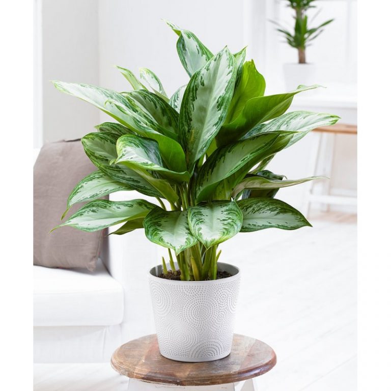 Aglaonema Seeds – High-Quality Evergreen Indoor Houseplant Seeds, 100 Seeds Pack