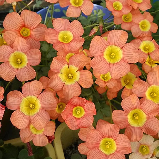 Oxalis Obtusa Bulb – Rare Coppery Orange Flower Bulb for Garden Planting, 1 Bulb Pack