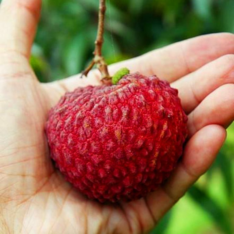 Litchi Chinensis Seeds – Giant Lychee Fruit Tree Seeds for Garden Planting, 10 Seeds Pack