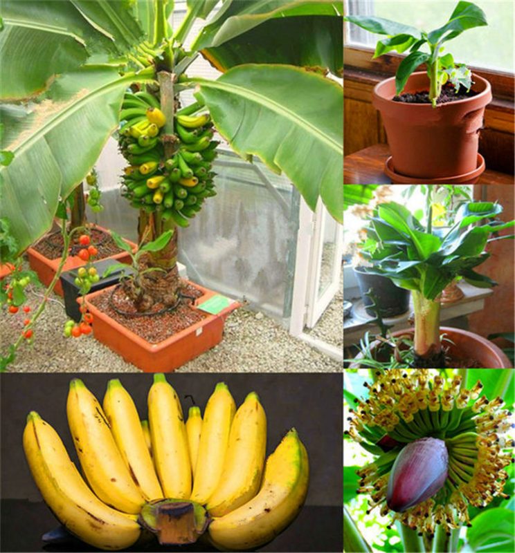 Dwarf Banana Seeds – Banana Fruit Plant Seeds for Garden Planting, 200 Seeds Pack