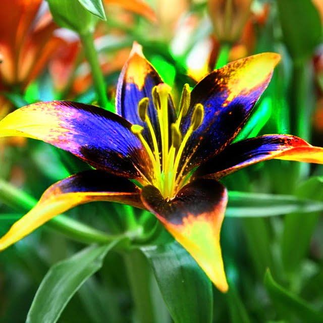 Lily Flower Bulb – Perfume Lily Dark, Yellow & Purple Garden Bulb, 1 Bulb Pack