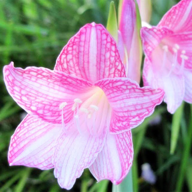 Hippeastrum Rutilum Bulb – True Pink Amaryllis Flower Bulb for Garden Planting, 1 Bulb Pack