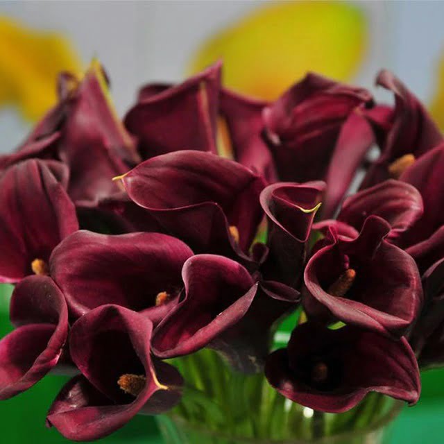Calla Lily Bulb – Multi-Color Garden Flower Bulb for Planting, 1 Bulb Pack