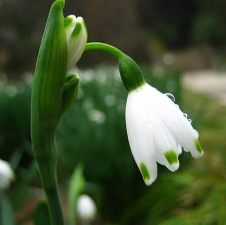 Snowdrop Flower Seeds – Galanthus Garden Flower Seeds for Planting, 20 Seeds Pack