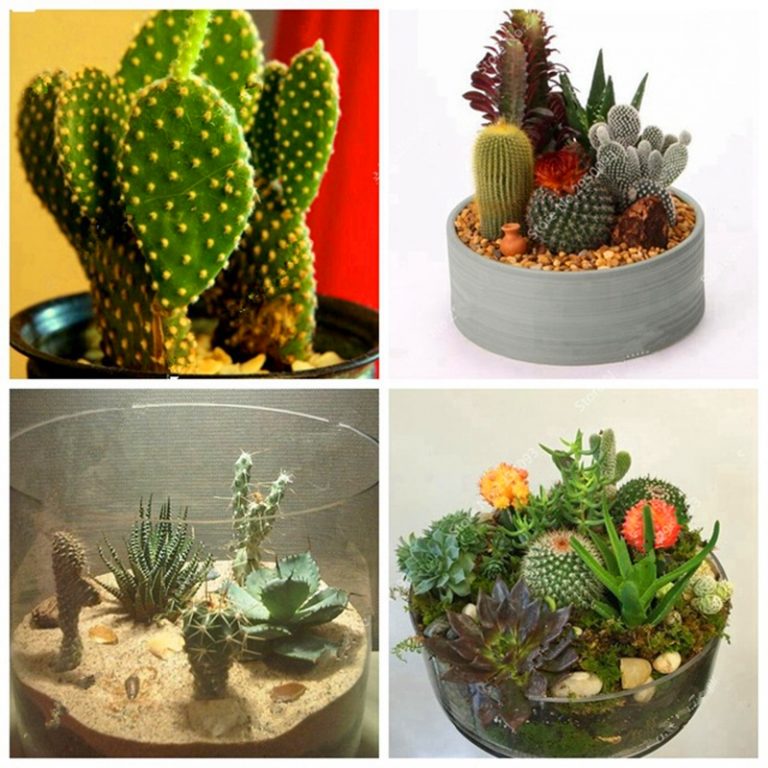 Mixed Lithops Seeds – Rare Living Stones Succulent Seeds for Planting, 100 Seeds Pack