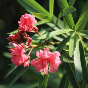 Nerium Oleander Flower Seeds – Ornamental Tree Seeds for Garden Planting, 100 Seeds Pack