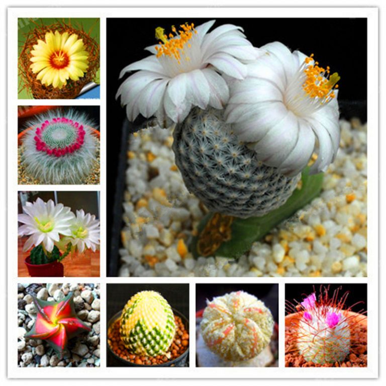 Mixed Rare Cactus Seeds – Assorted Succulent Plant Seeds for Planting, 100 Seeds Pack
