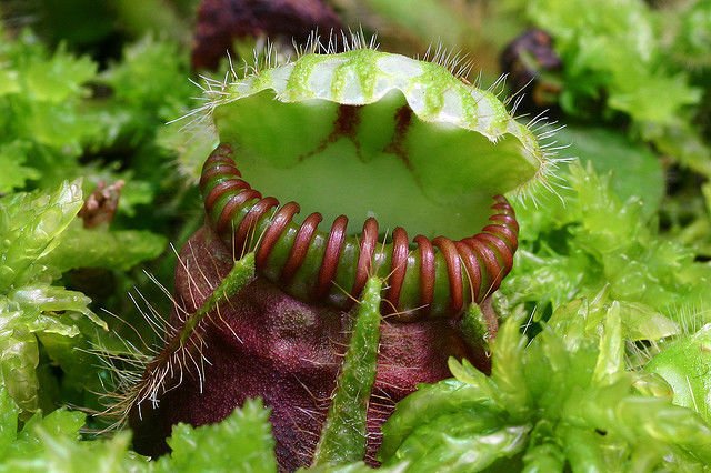 Cephalotus Follicularis Seeds – Rare Carnivorous Pitcher Plant Seeds for Garden Planting, 100 Seeds Pack