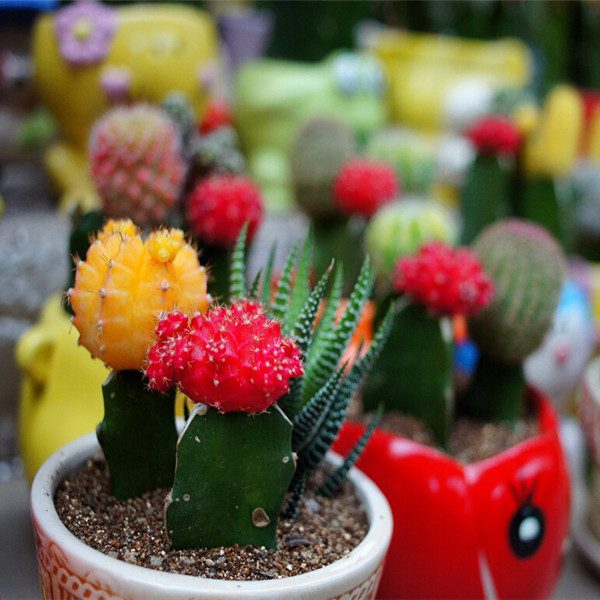 Mixed Cactus Seeds – Assorted Succulent Cactus Seeds for Planting, 200 Seeds Pack