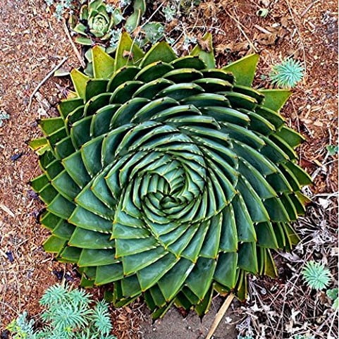 Aloe Polyphylla Seeds – Spiral Aloe Succulent Seeds for Planting, 100 Seeds Pack