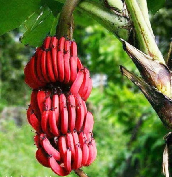 Red Banana Seeds – Rare Tropical Banana Fruit Seeds for Garden Planting, 100 Seeds Pack