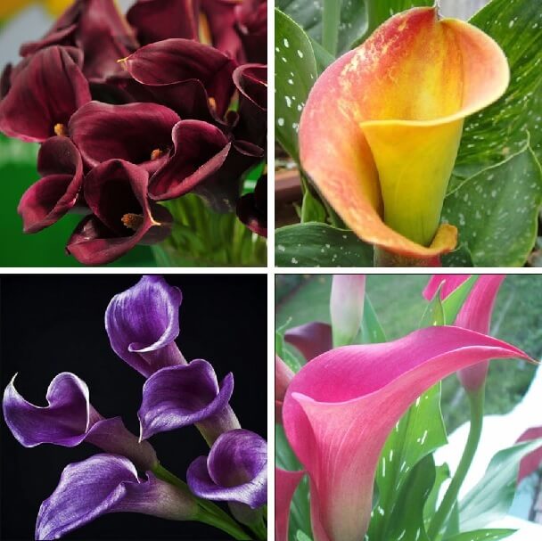 Calla Lily Bulb – Multi-Color Flower Bulb for Garden Planting, 1 Bulb Pack