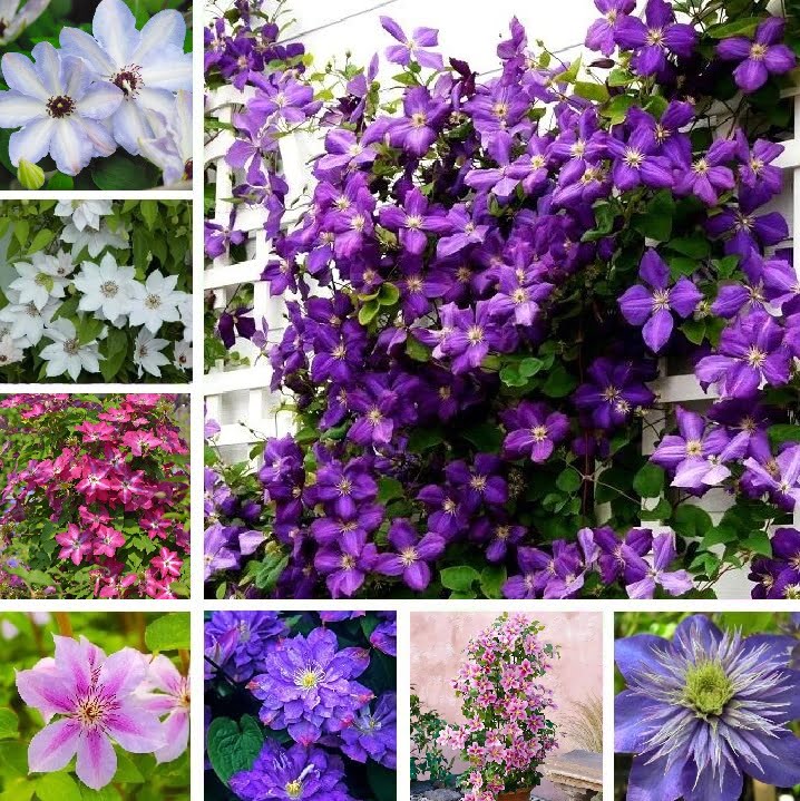 Climbing Clematis Bulb – Mixed Variety Garden Flower Bulb for Planting, 1 Bulb Pack