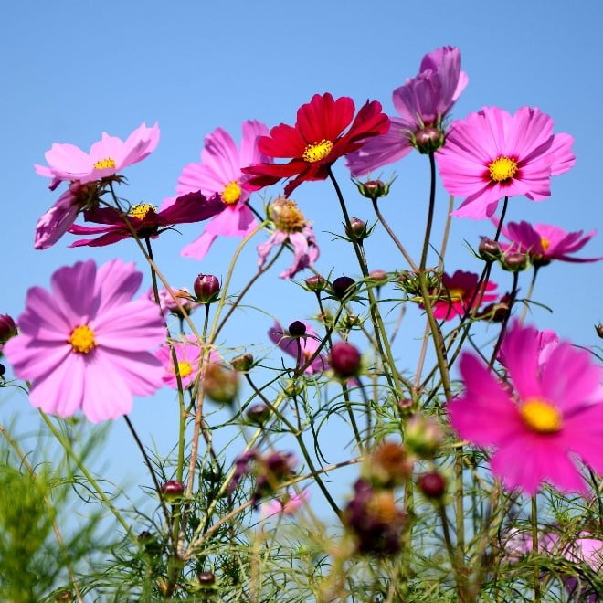 Cosmos Bipinnatus Flower Seeds – Mixed Color Garden Cosmos Seeds for Planting, 100 Seeds Pack