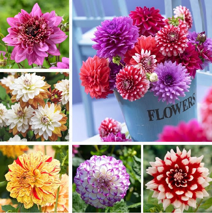 Dahlia Bulb – Beautiful Indoor Bonsai Flower Bulb for Home Garden Planting, 1 Bulb Pack