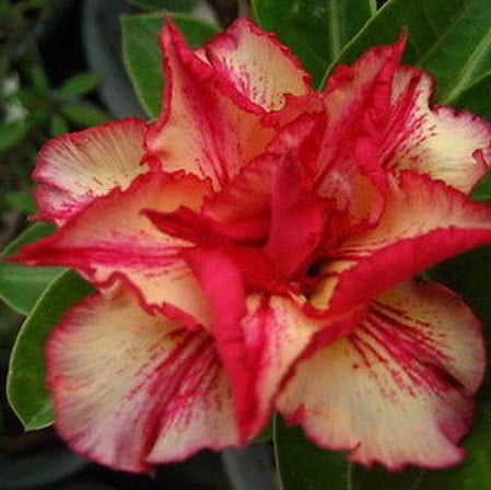 Adenium Obesum Desert Rose Seeds – Fire of Love Flower Seeds for Garden Planting, 5 Seeds Pack