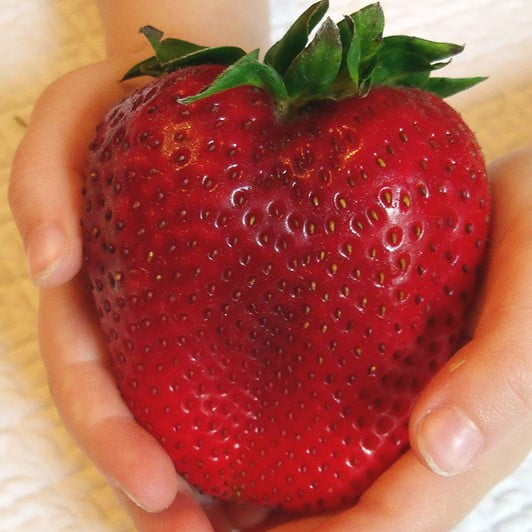 Giant Strawberry Seeds – Large Fruit Strawberry Plant Seeds for Garden Planting, 300 Seeds Pack
