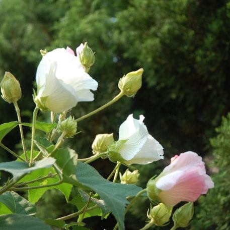 Hibiscus Mutabilis Seeds – Hibiscus Rose Flower Seeds for Garden Planting, 100 Seeds Pack