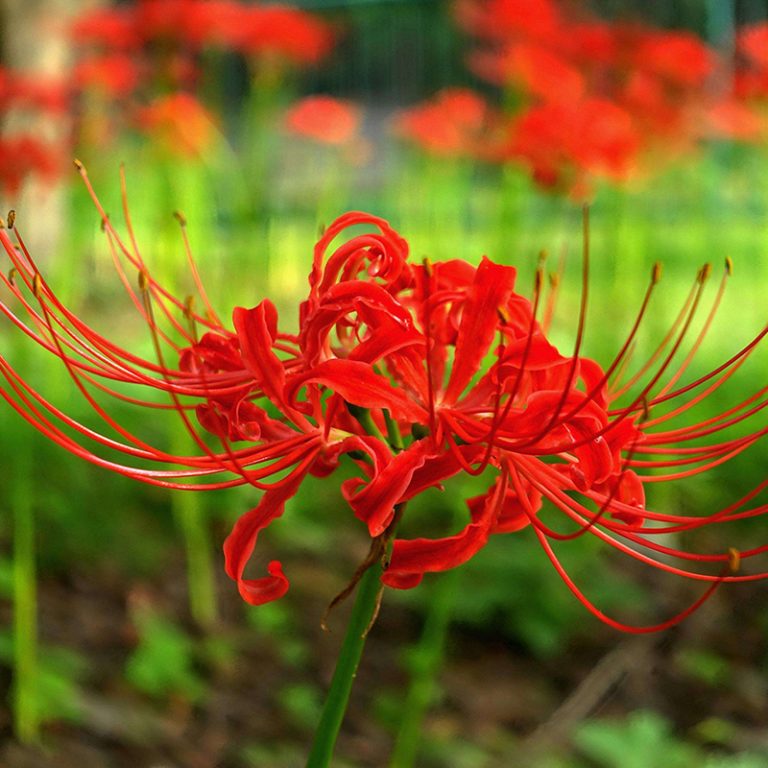 Lycoris Radiata Bulb – Spider Lily Multi-Color Flower Bulb for Garden Planting, 1 Bulb Pack