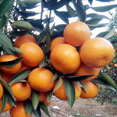 Orange Tree Seeds – Citrus Fruit Tree Seeds for Garden Planting, 20 Seeds Pack