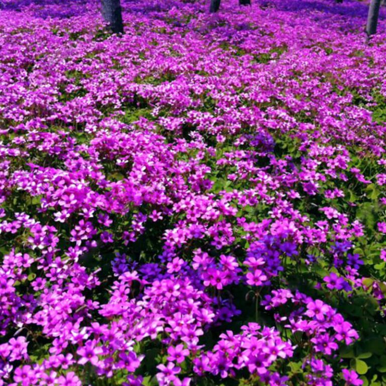 Purple Oxalis Flower Seeds – Ornamental Garden Flower Seeds for Planting, 100 Seeds Pack