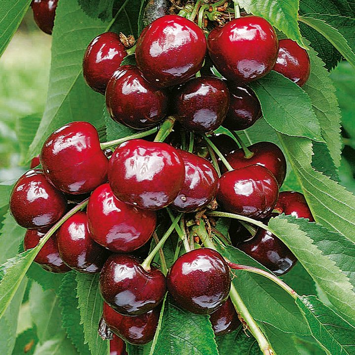 Red Cherry Tree Seeds – Dwarf Fruit Tree Seeds for Garden Planting, 20 Seeds Pack