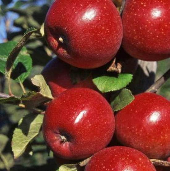 Red Devil Apple Tree Seeds – Rare Apple Fruit Tree Seeds for Garden Planting, 30 Seeds Pack