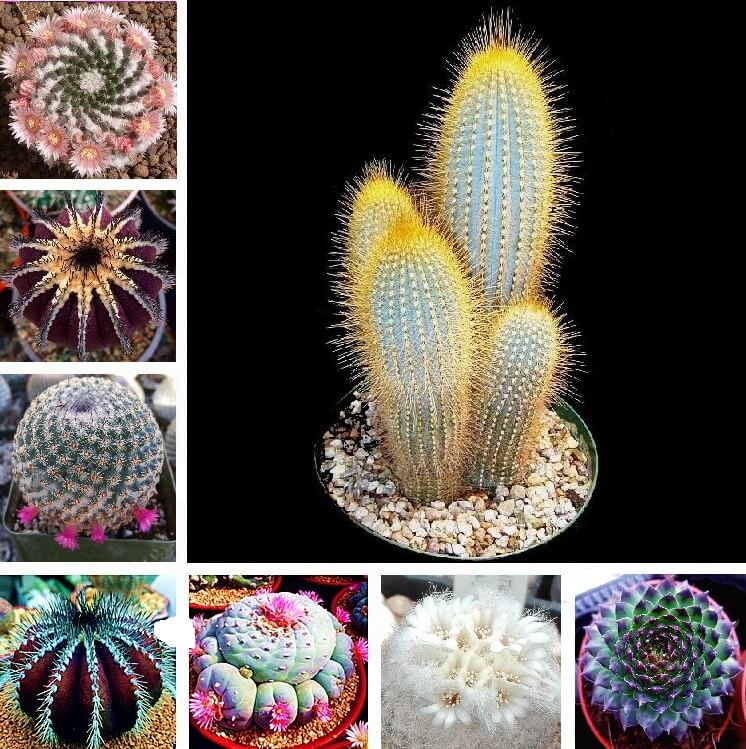 Mixed Rare Cactus Seeds – Assorted Succulent Plant Seeds for Planting, 200 Seeds Pack