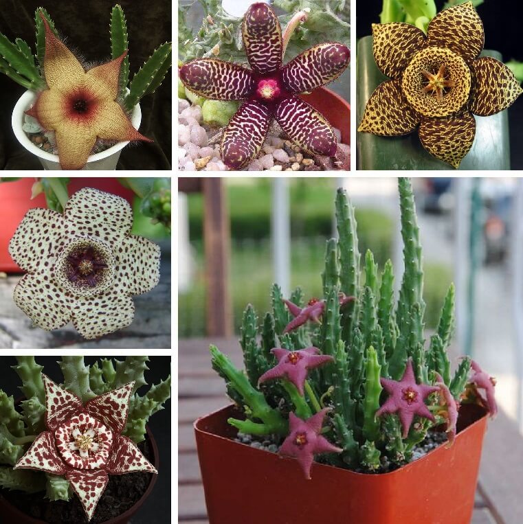 Stapelia Pulchella Seeds – Starfish Cactus Succulent Seeds for Planting, 100 Seeds Pack