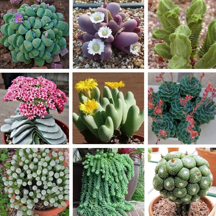 Rare Succulent Seeds – Assorted Cactus & Succulent Seeds for Planting, 100 Seeds Pack