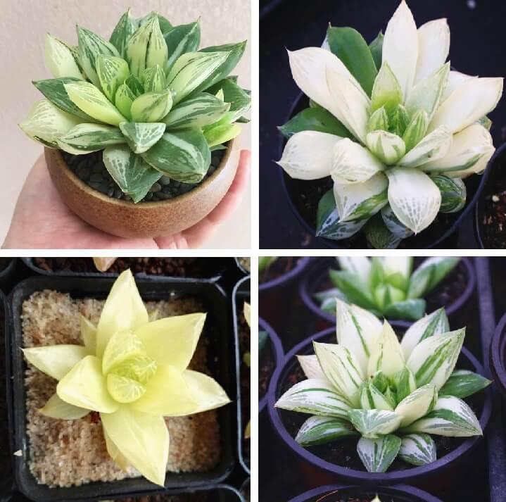 Haworthia Cymbiformis Seeds – Succulent Plant Seeds for Planting, 100 Seeds Pack