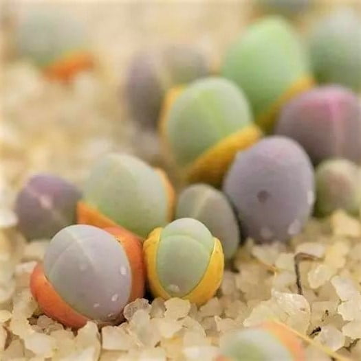 Gibbaeum Heathii Seeds – Cute Ball Succulent Seeds for Planting, 100 Seeds Pack