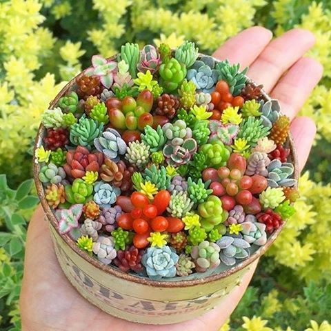 Mixed Succulent Seeds – Rare Assorted Cactus & Succulent Seeds for Planting, 200 Seeds Pack