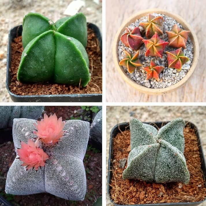 Astrophytum Myriostigma Seeds – Assorted Succulent Cactus Seeds for Planting, 100 Seeds Pack