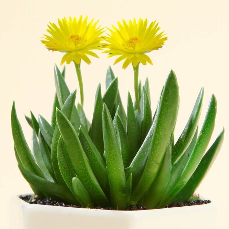 Bergeranthus Multiceps Seeds – Rare Succulent Plant Seeds for Planting, 100 Seeds Pack