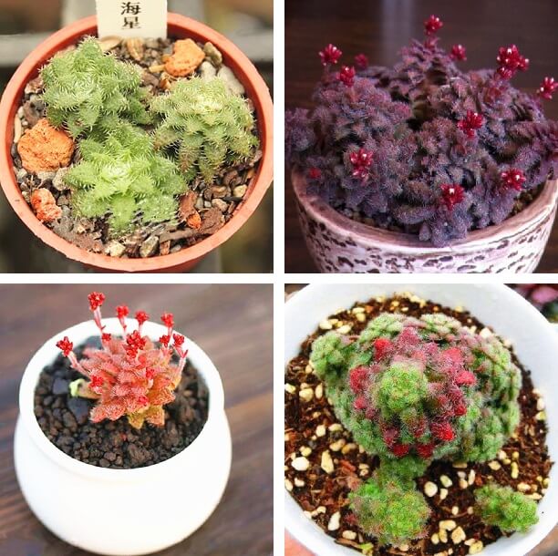 Rare Crassula Succulent Seeds – Succulent Plant Seeds for Planting, 100 Seeds Pack