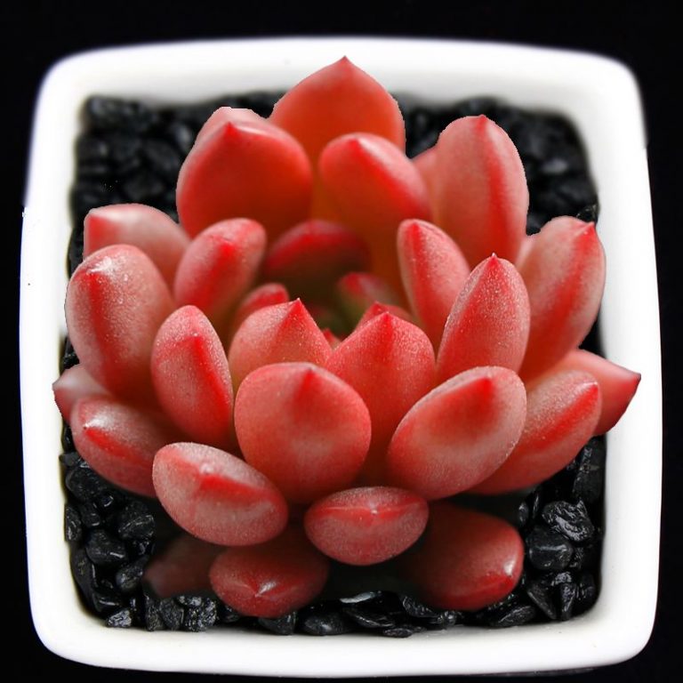 Red Lithops Succulent Seeds – Rare Living Stones Seeds for Planting, 200 Seeds Pack