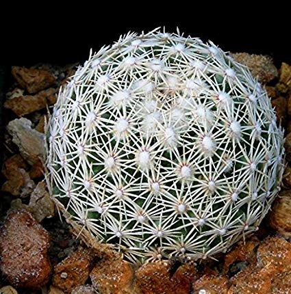 Ball Cactus Seeds – Rare Succulent Plant Seeds for Planting, 100 Seeds Pack