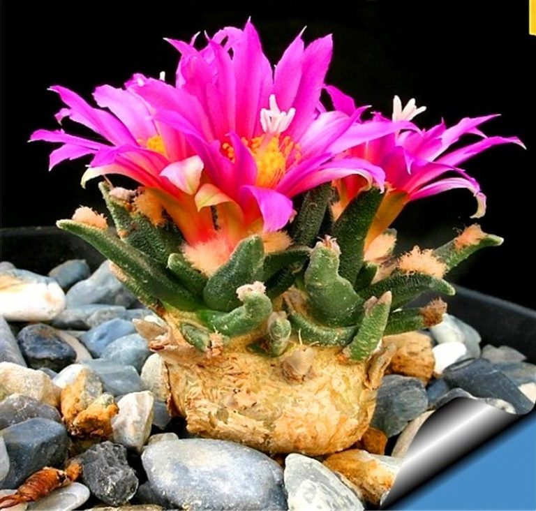Echinopsis Tubiflora Seeds – Rare Succulent Cactus Seeds for Planting, 100 Seeds Pack