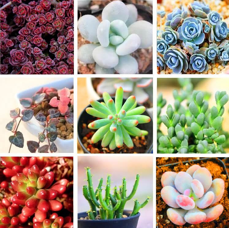 Mixed Succulent Seeds – Multi-Variety Cactus & Succulent Seeds for Planting, 100 Seeds Pack