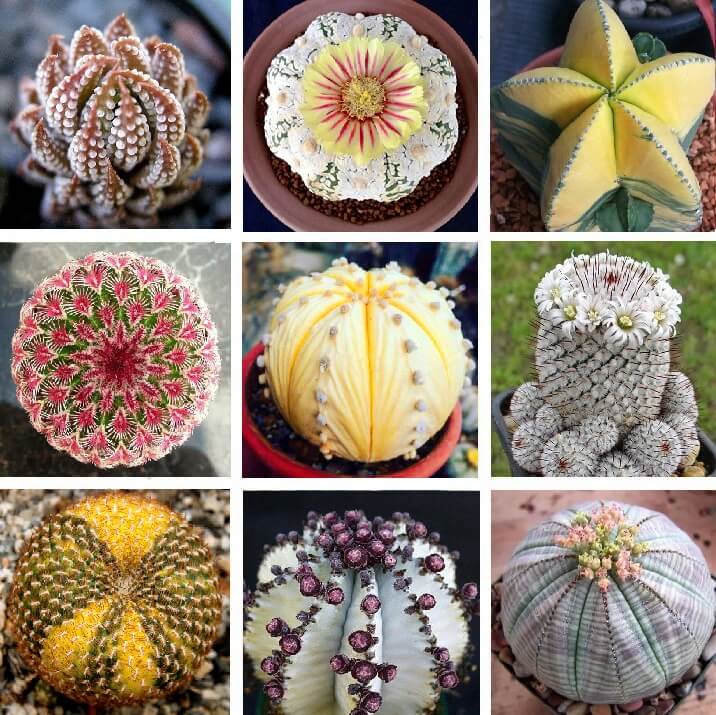 Astrophytum Cactus Seeds – Rare Assorted Succulent Cactus Seeds for Planting, 100 Seeds Pack
