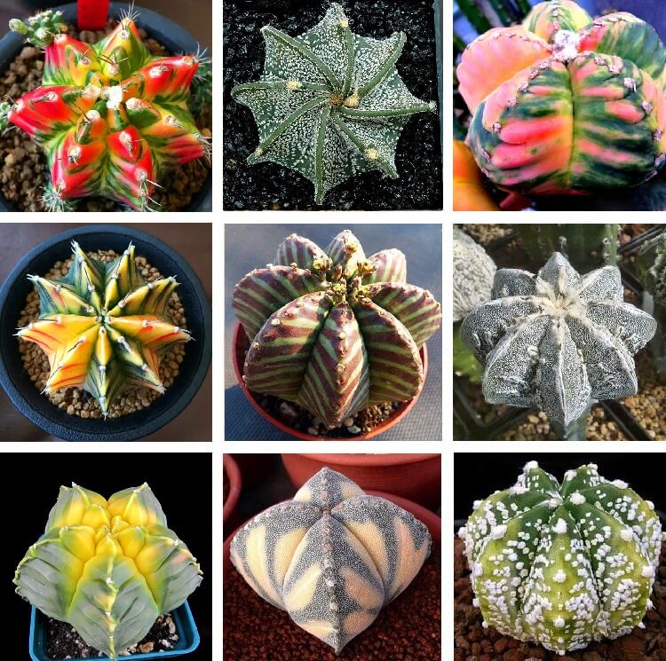 Astrophytum Ornatum Seeds – Rare Cactus Succulent Seeds for Planting, 100 Seeds Pack