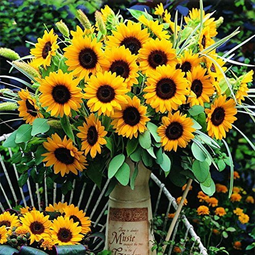 Dwarf Sunflower Seeds – Garden Sunflower Flower Seeds for Planting, 20 Seeds Pack