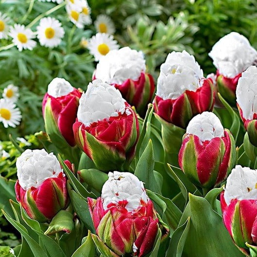 Tulip Bulb – Rare Aromatic Garden Tulip Flower Bulb for Planting, 1 Bulb Pack