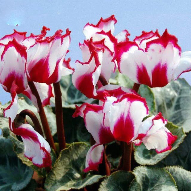 Cyclamen Flower Seeds – White Red Edge Perennial Flower Seeds for Garden Planting, 100 Seeds Pack