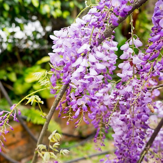 Lilac Wisteria Tree Seeds – Mini Bonsai Flowering Vine Seeds for Garden Planting, 10 Seeds Pack