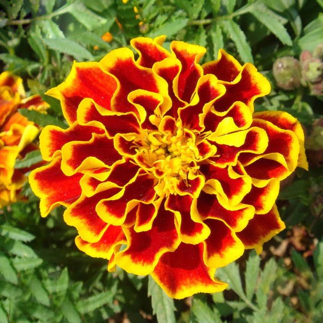 Red Yellow Edge Marigold Seeds – Rare Bi-Color Garden Flower Seeds for Planting, 100 Seeds Pack