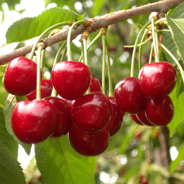 Black Cherry Seeds – Red Cherry Fruit Seeds for Planting, 20 Seeds Pack