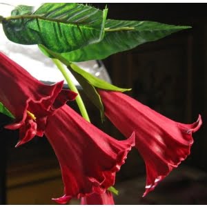 Datura Flower Seeds – Mixed Color Devil’s Trumpet Seeds for Garden Planting, 100 Seeds Pack