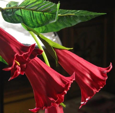 Datura Flower Seeds – Mixed Color Devil’s Trumpet Seeds for Garden Planting, 100 Seeds Pack